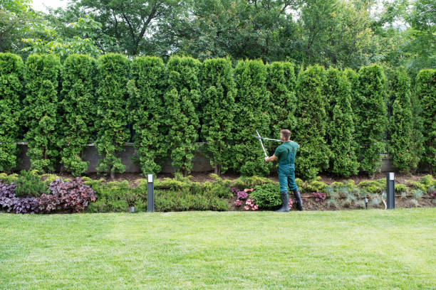 Best Lawn Irrigation Installation and Maintenance  in Coldstream, OH